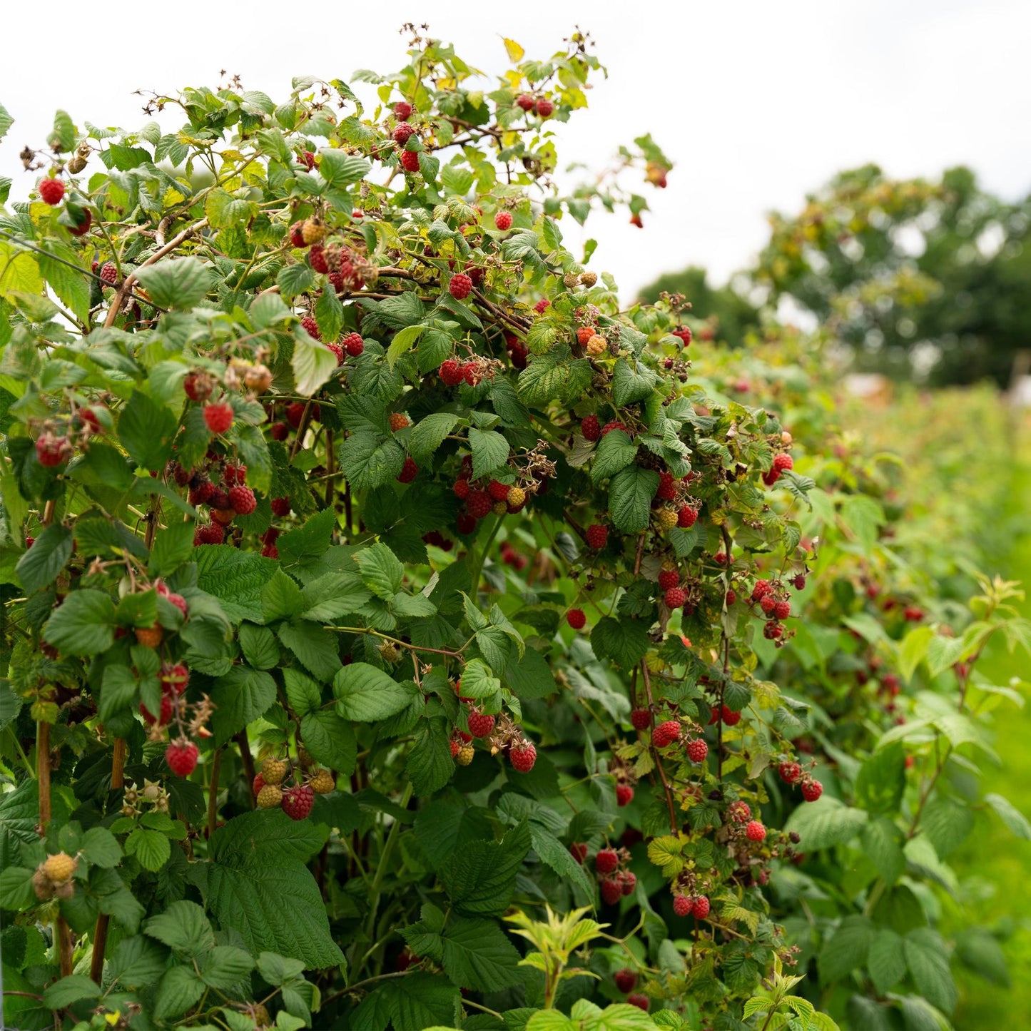 Rubus idaeus 'Autumn Bliss' - Rode Framboos