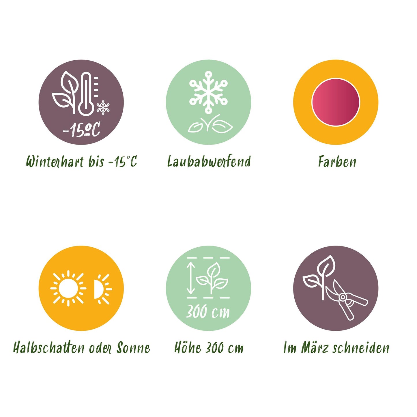 Acer palmatum 'Phoenix' - Japanse Esdoorn - hoogte 70cm