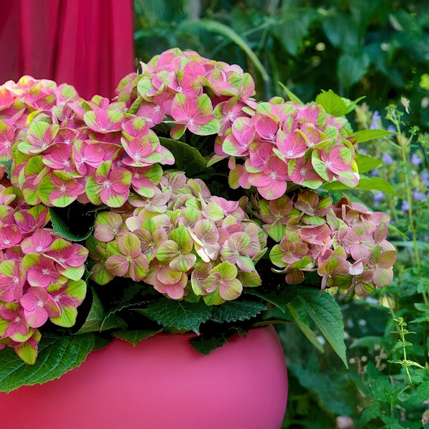 Hydrangea 'Magical Green Fire' - Rozegroene Hortensia - 6-10 bloemen - hoogte 50cm