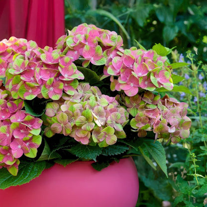 Hydrangea 'Magical Green Fire' - Rozegroene Hortensia - 6-10 bloemen - hoogte 50cm