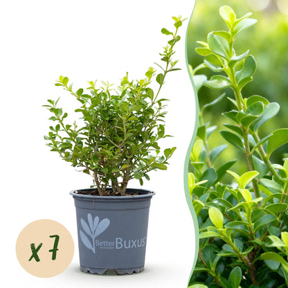 Buxus 'Babylon Beauty' - Resistant tegen de Buxus Schimmel - 7 planten - 1 strekkende meter - pot 10,5cm hoogte 25-30
