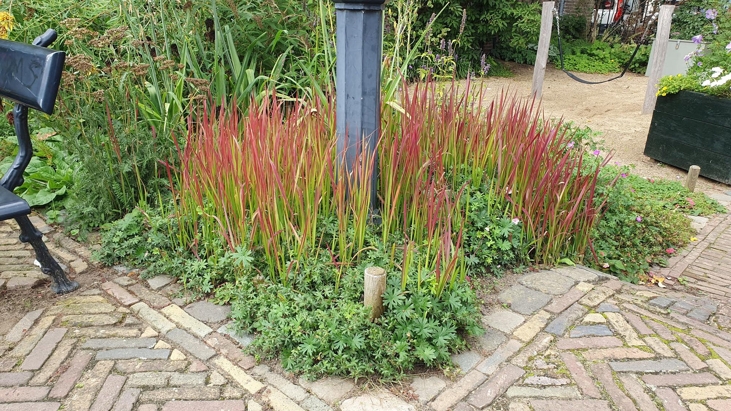 Imperata cylindrica 'Red Baron' Japans Bloedgras