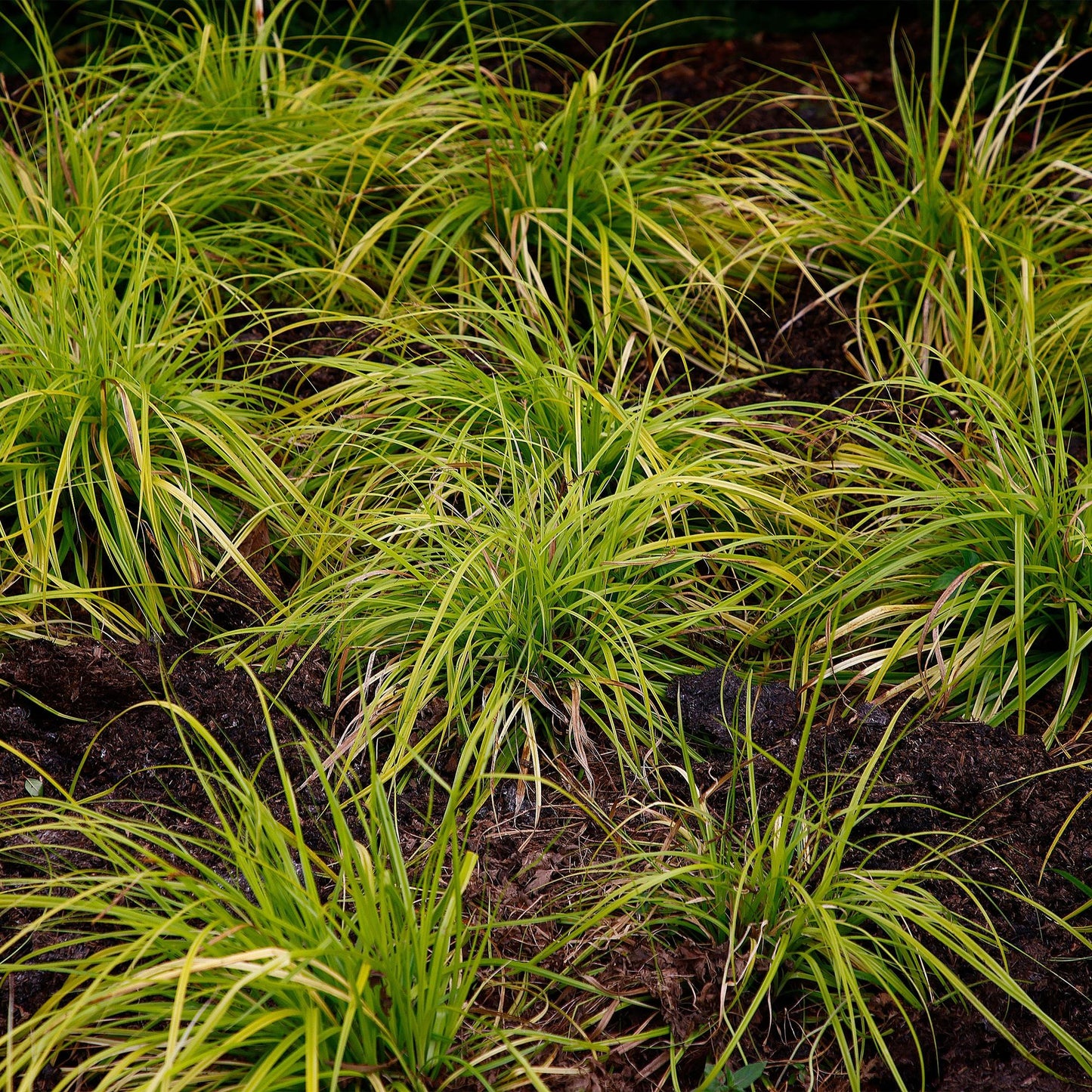 Green boutiQ - Siergrassen -  Carex oshimensis Everillo - Geel - 1 Planten - Groenblijvend - Winterhard - Pot 17cm Hoogte 50cm
