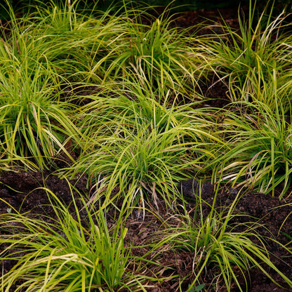 Green boutiQ - Siergrassen -  Carex oshimensis Everillo - Geel - 1 Planten - Groenblijvend - Winterhard - Pot 17cm Hoogte 50cm