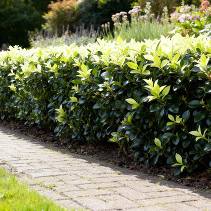 Euonymus japonica 'Paloma Blanca' - Kardinaalsmuts - hoogte 30-35cm