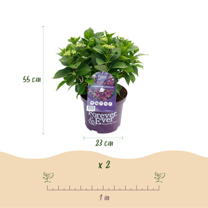 Hydrangea 'Forever & Ever Purple' - Paarse Hortensia - 7-12 bloemen - hoogte 55cm