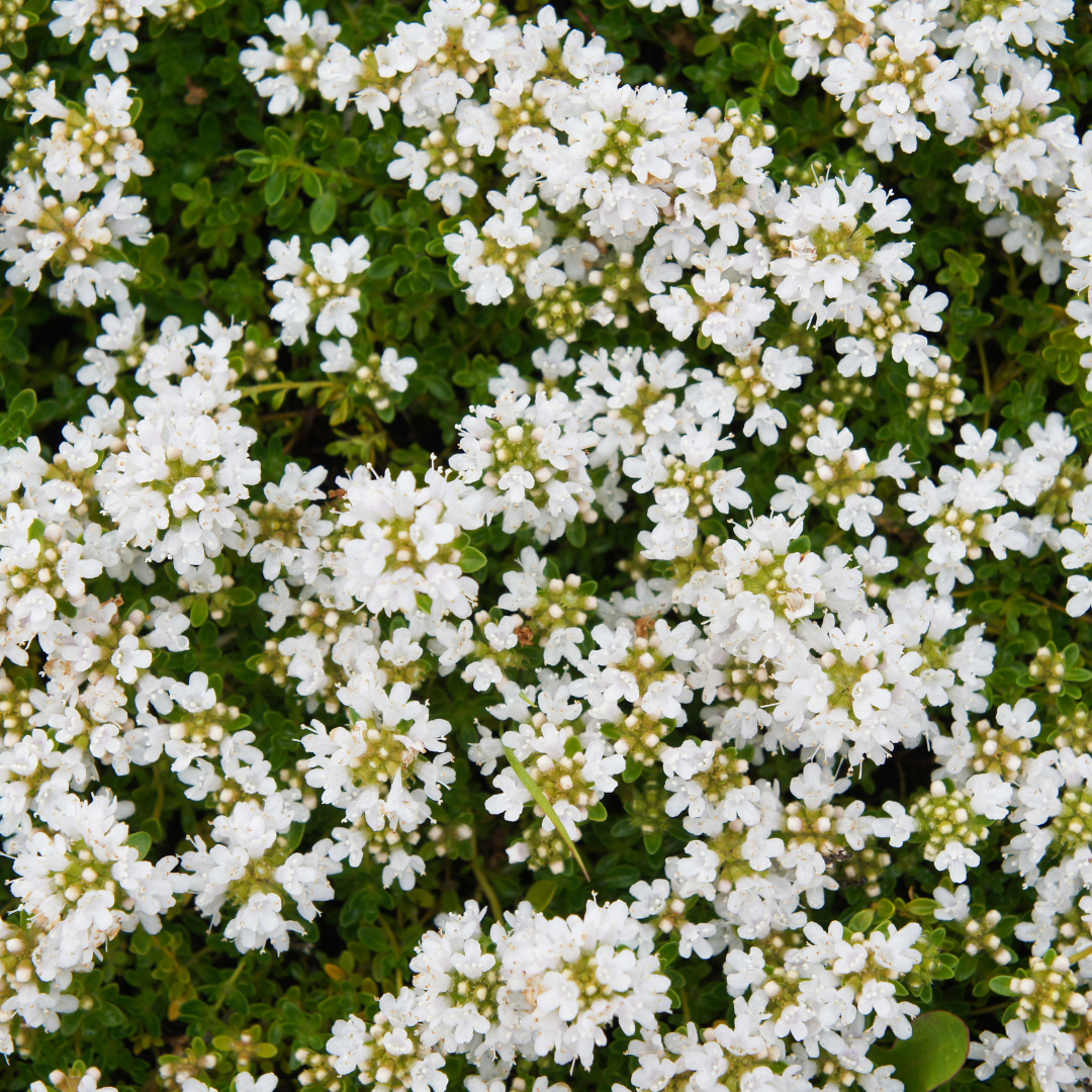Thymus praecox 'Albiflorus' - Tijm