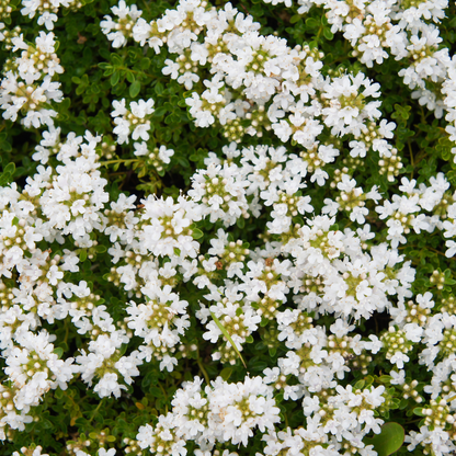 Thymus praecox 'Albiflorus' - Tijm