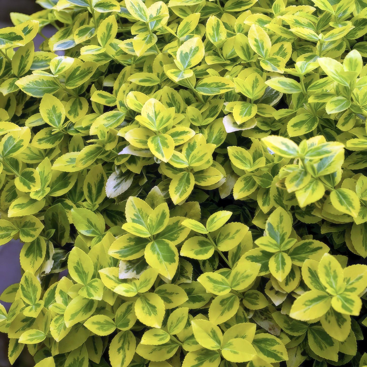 Euonymus fort. 'Emerald 'n Gold’ - Kardinaalshoed