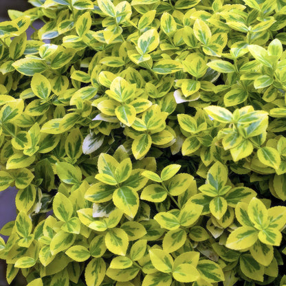 Euonymus fort. 'Emerald 'n Gold’ - Kardinaalshoed