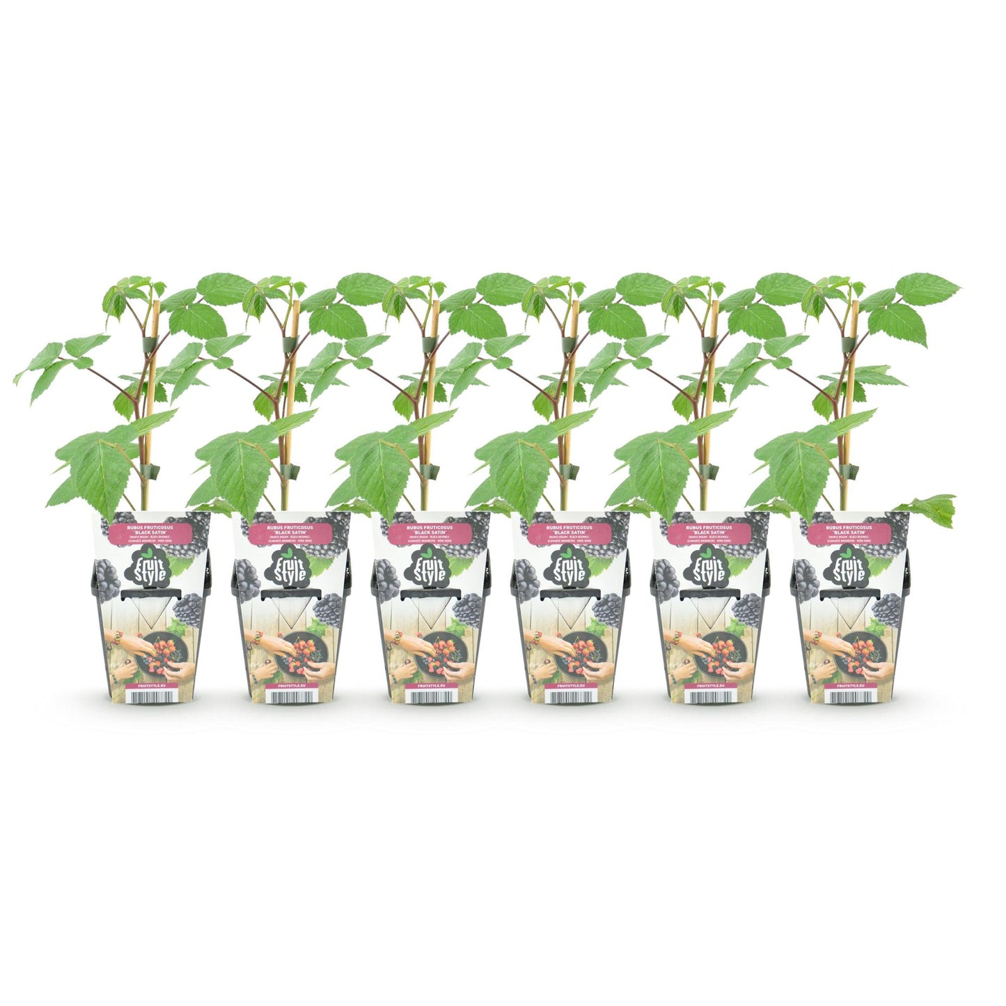 Rubus 'Black Satin' - Doornloze zwarte Braam - - -