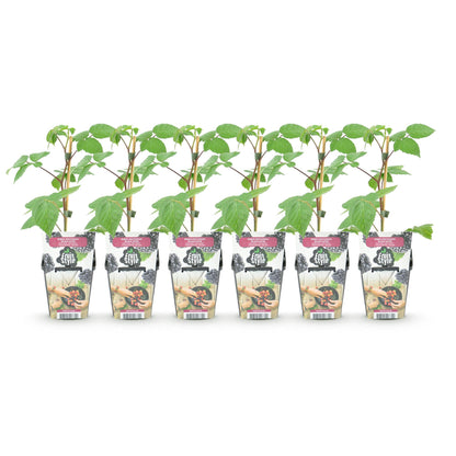 Rubus 'Black Satin' - Doornloze zwarte Braam - - -