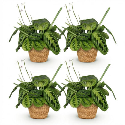 Maranta 'Fascinator Lemon Lime' - Gebedsplant - 4 Planten - met mand - pot 12cm - hoogte 25cm