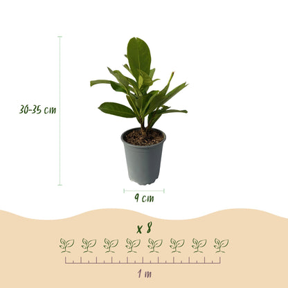 Prunus laurocerasus 'Rotundifolia' - Laurierkers - hoogte 30-35cm