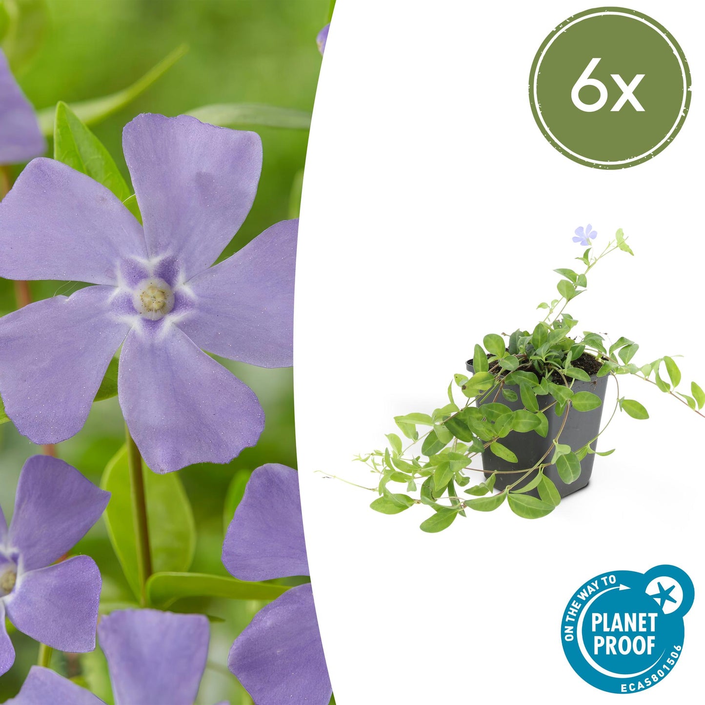 Vinca minor - kleinbladige Maagdenpalm