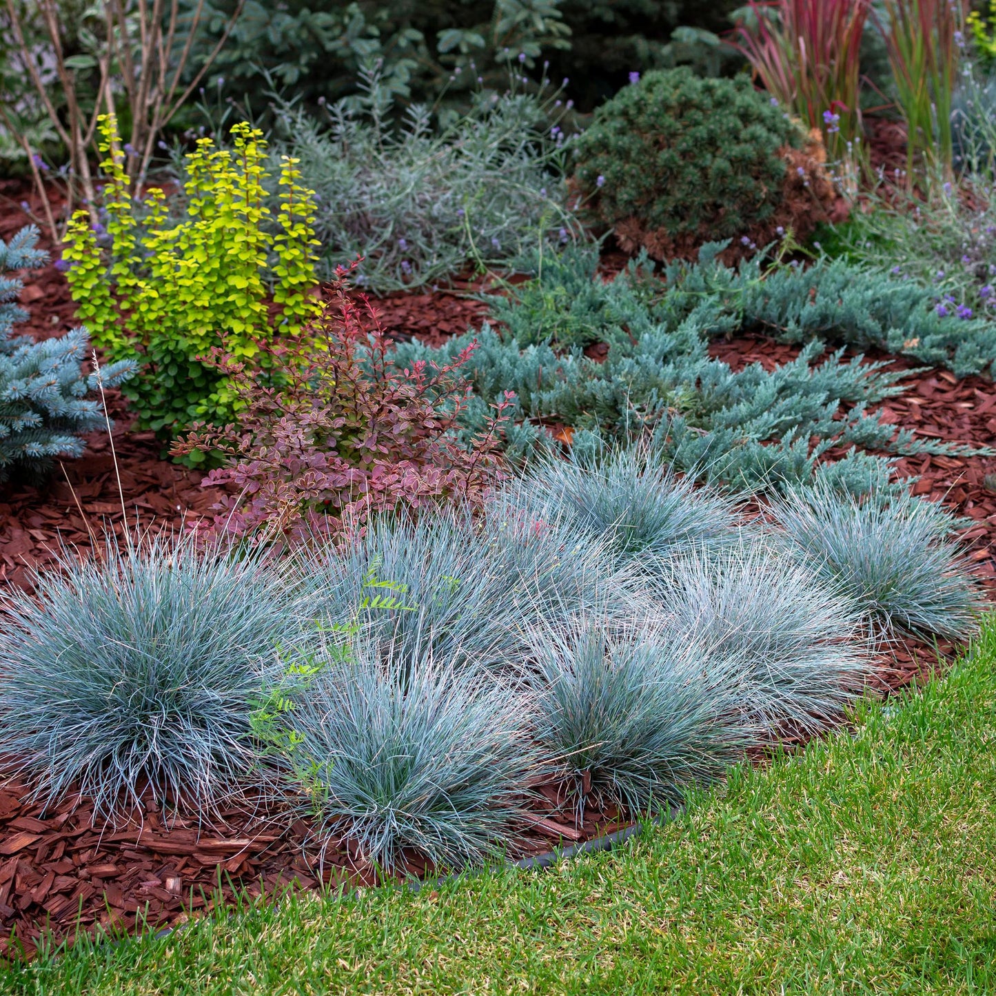 Green boutiQ - Siergrassen - Festuca glauca Intense Blue  - Blauw - 4 Planten - Bladhoudend - Weinig Onderhoud - Pot 17cm Hoogte 50cm