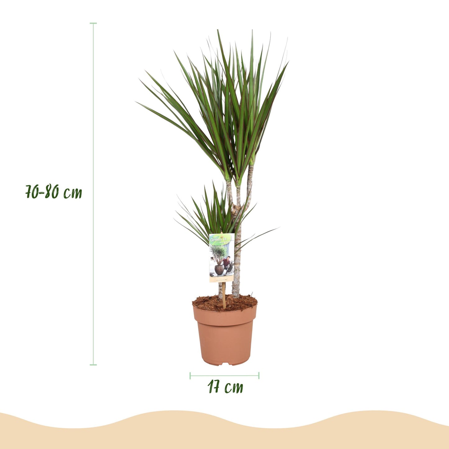 Dracaena Marginata - Drakenbloedboom - 1 plant - pot 17cm - hoogte 70-80cm