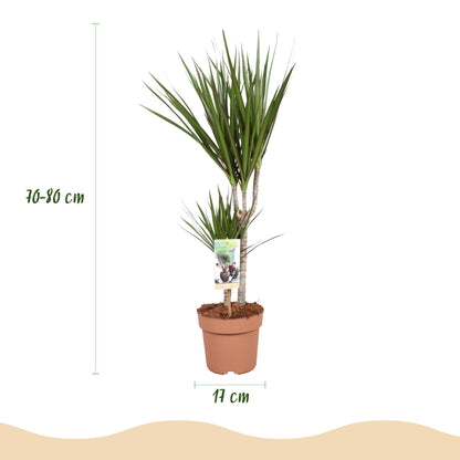Dracaena Marginata - Drakenbloedboom - 1 plant - pot 17cm - hoogte 70-80cm