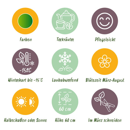 Green boutiQ - Borderpakket - Thee kruiden - 24 Vaste planten - 3 m2 - Diversen kleuren - Weinig Onderhoud - Pot 11cm
