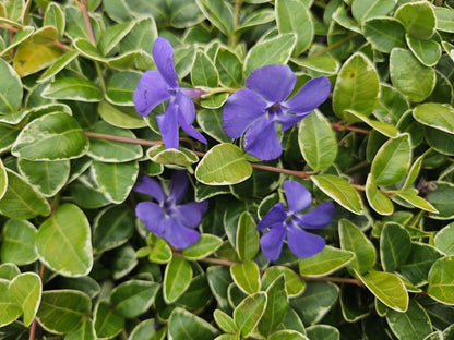 Vinca minor 'Ralph Shugert' - Maagdenpalm