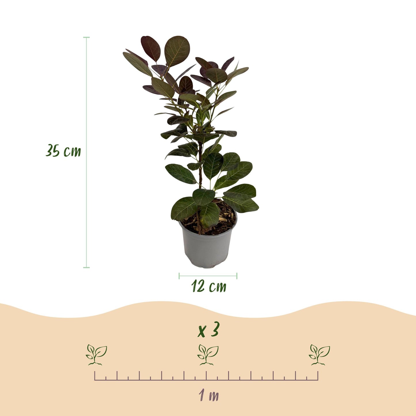 Cotinus coggyria 'Royal Purple' - Pruikenboom - hoogte 35cm