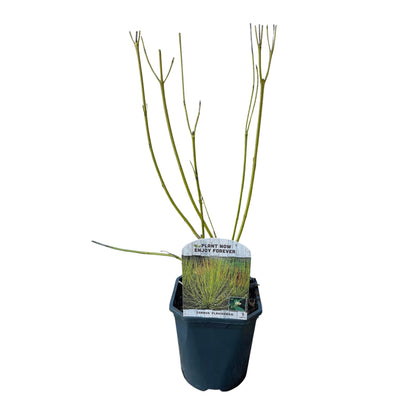 Cornus alba 'Flaviramea' - Gele Kornoelje - hoogte 45cm