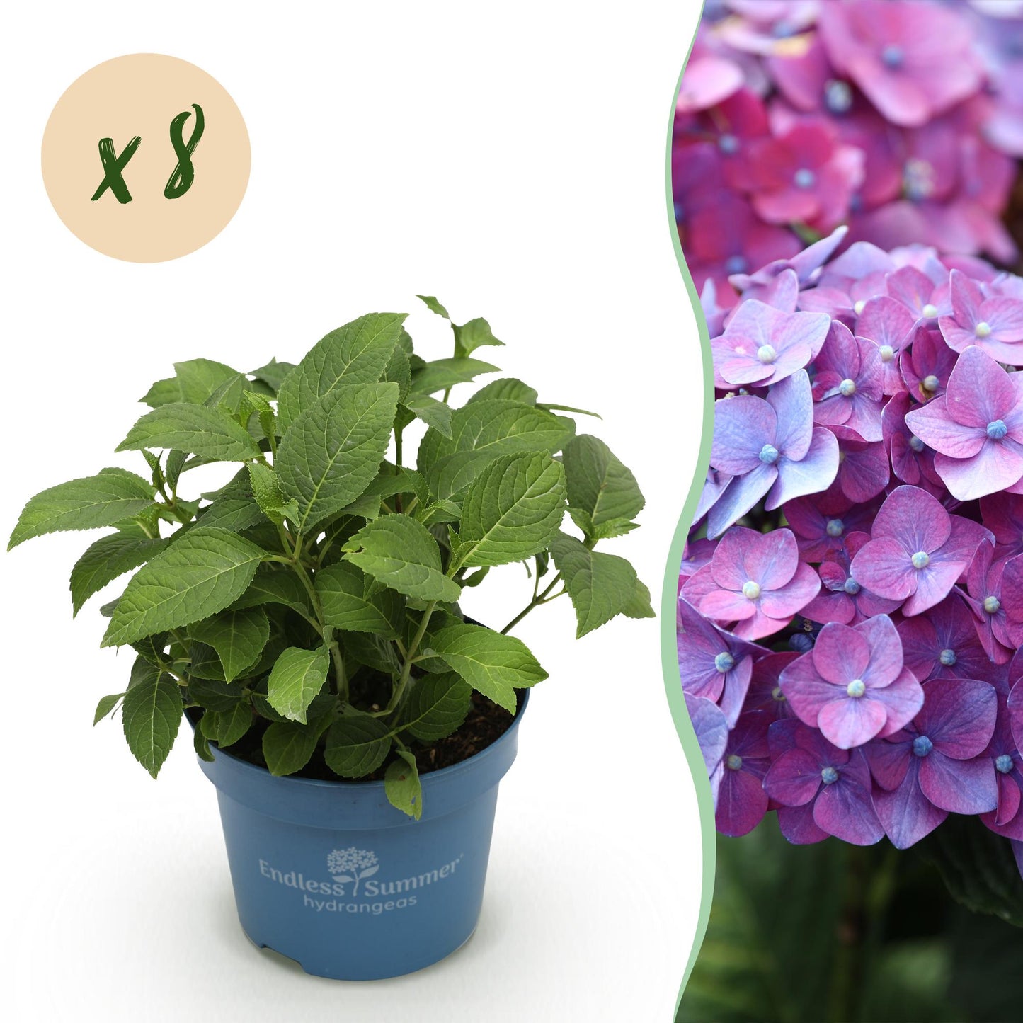 Green boutiQ - Tuinplant - Hydrangea Endles Summer Summer Love Purple - Hortensia - Winterhard - Paars - 8 Planten - Pot 14cm - Hoogte 20-25cm