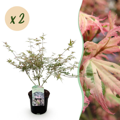 Green boutiQ - Terrasplant - Japanse Esdoorn - Acer palmatum Iyoshi - Roze - 2 Planten - Bladverliezend - Pot 19cm Hoogte 70cm