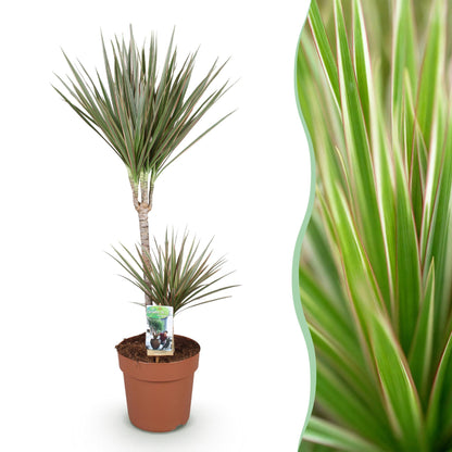 Dracaena Marginata Bicolor - Drakenbloedboom - pot 21cm - hoogte 90-100cm