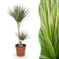 Dracaena Marginata Bicolor - Drakenbloedboom - pot 21cm - hoogte 90-100cm