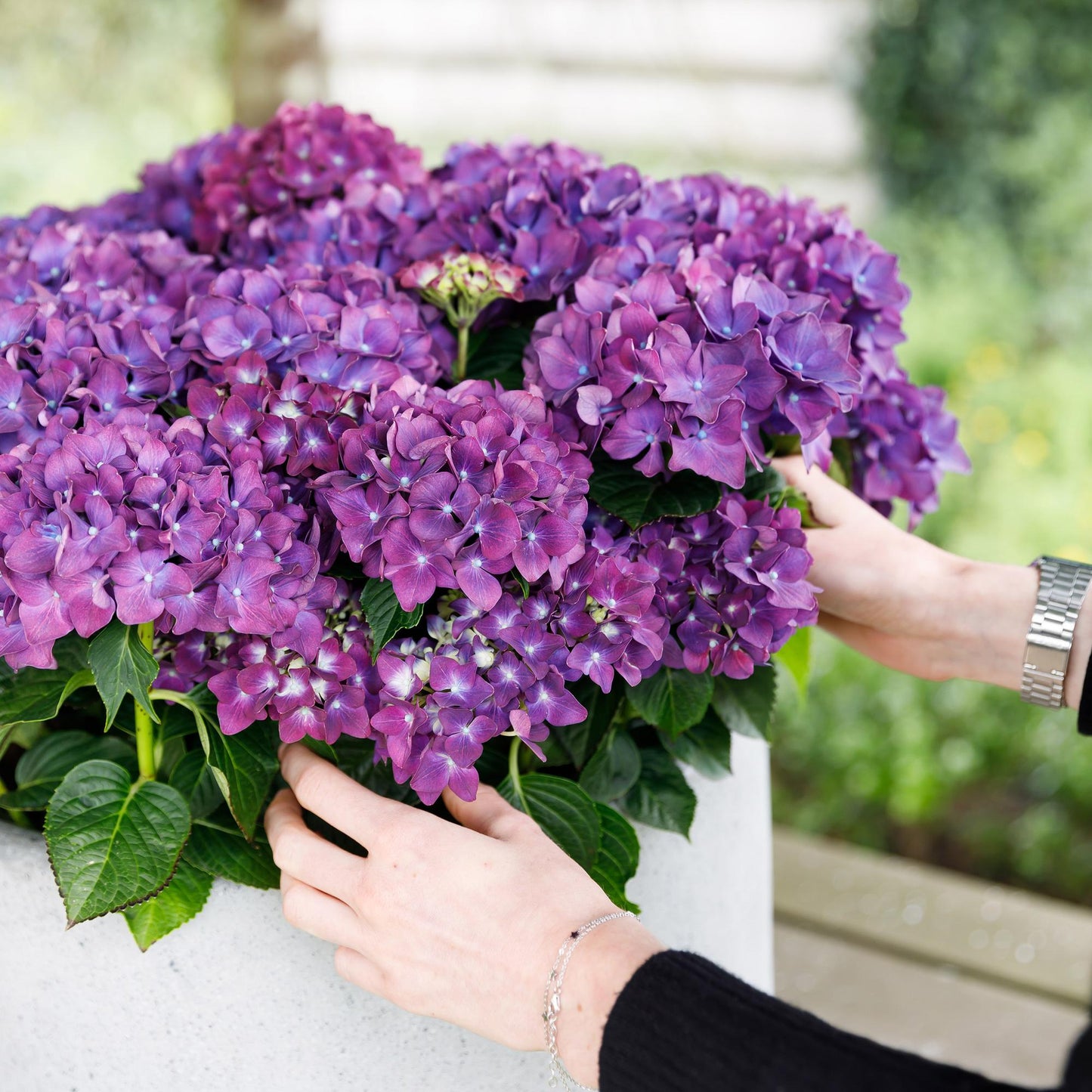 Hydrangea 'Forever & Ever Purple' - Paarse Hortensia - 7-12 bloemen - hoogte 55cm