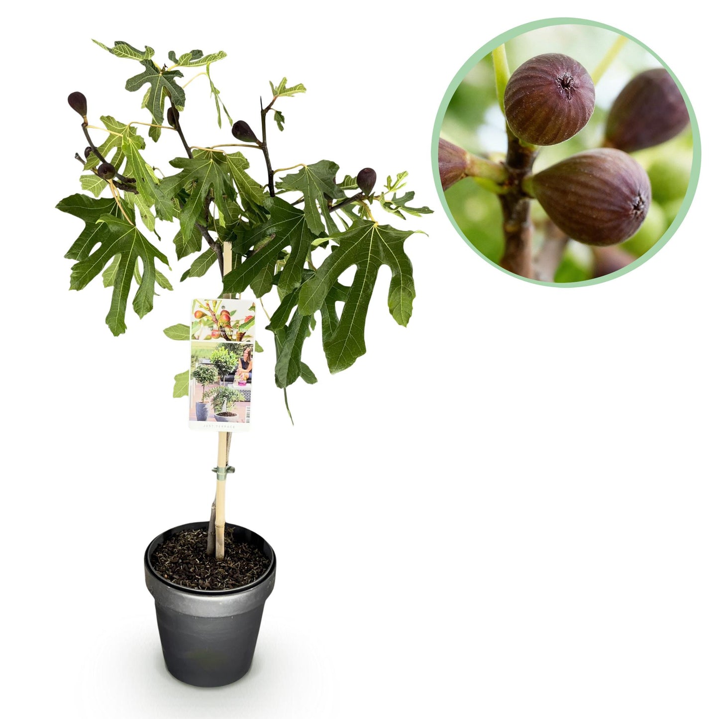 Ficus carica 'Little Miss Figgy' op stam - Vijg - hoogte 90cm