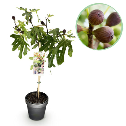 Ficus carica 'Little Miss Figgy' op stam - Vijg - hoogte 90cm