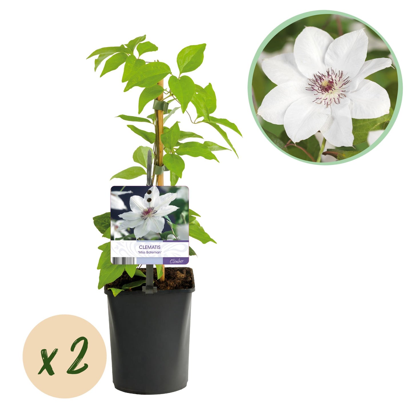 Clematis 'Miss Bateman' - Clematis - 2 planten - Pot 11cm - Hoogte 40cm
