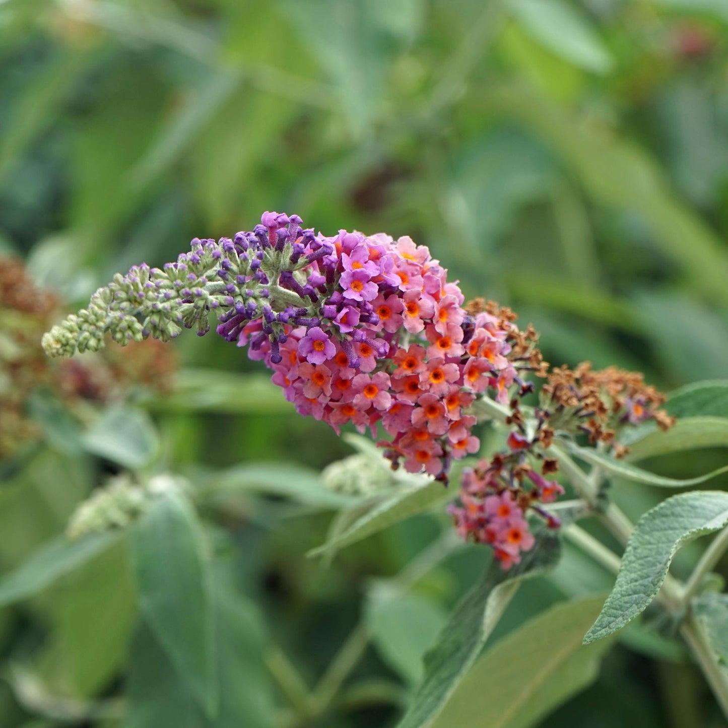 Buddleja davidii 'Flower Power' - Vlinderstruik - hoogte 30cm