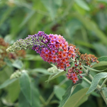 Buddleja davidii 'Flower Power' - Vlinderstruik - hoogte 30cm