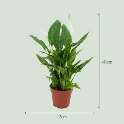 Spathiphyllum - Ø 12 cm - Hoogte: 35 - 40 cm