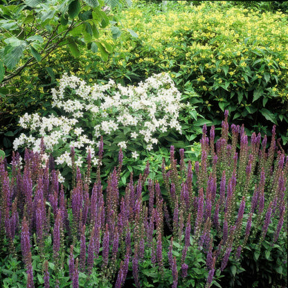 Salvia nememrosa 'Ostfriesland' - Siersalie