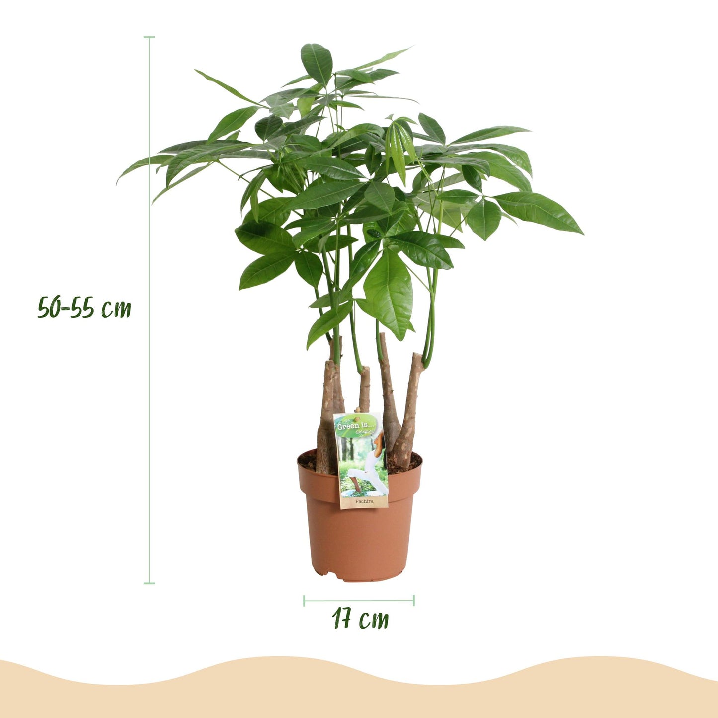 Pachira Aquatica multi stam - Geldboom - pot 17cm - hoogte 50-55cm