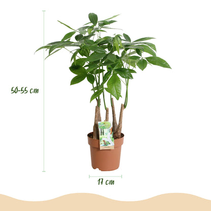 Pachira Aquatica multi stam - Geldboom - pot 17cm - hoogte 50-55cm