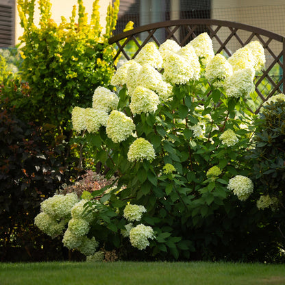 Hydrangea panniculata 'Limelight' - Pluimhortensia - hoogte 20-30cm