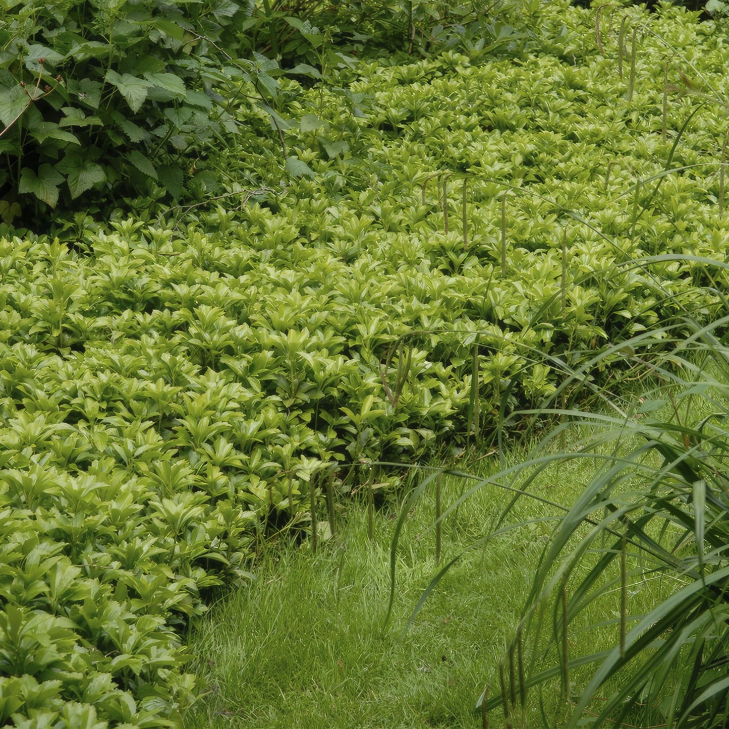 Pachysandra terminalis 'Green Carpet' - Schaduwkruid