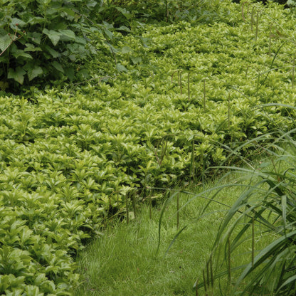 Pachysandra terminalis 'Green Carpet' - Schaduwkruid
