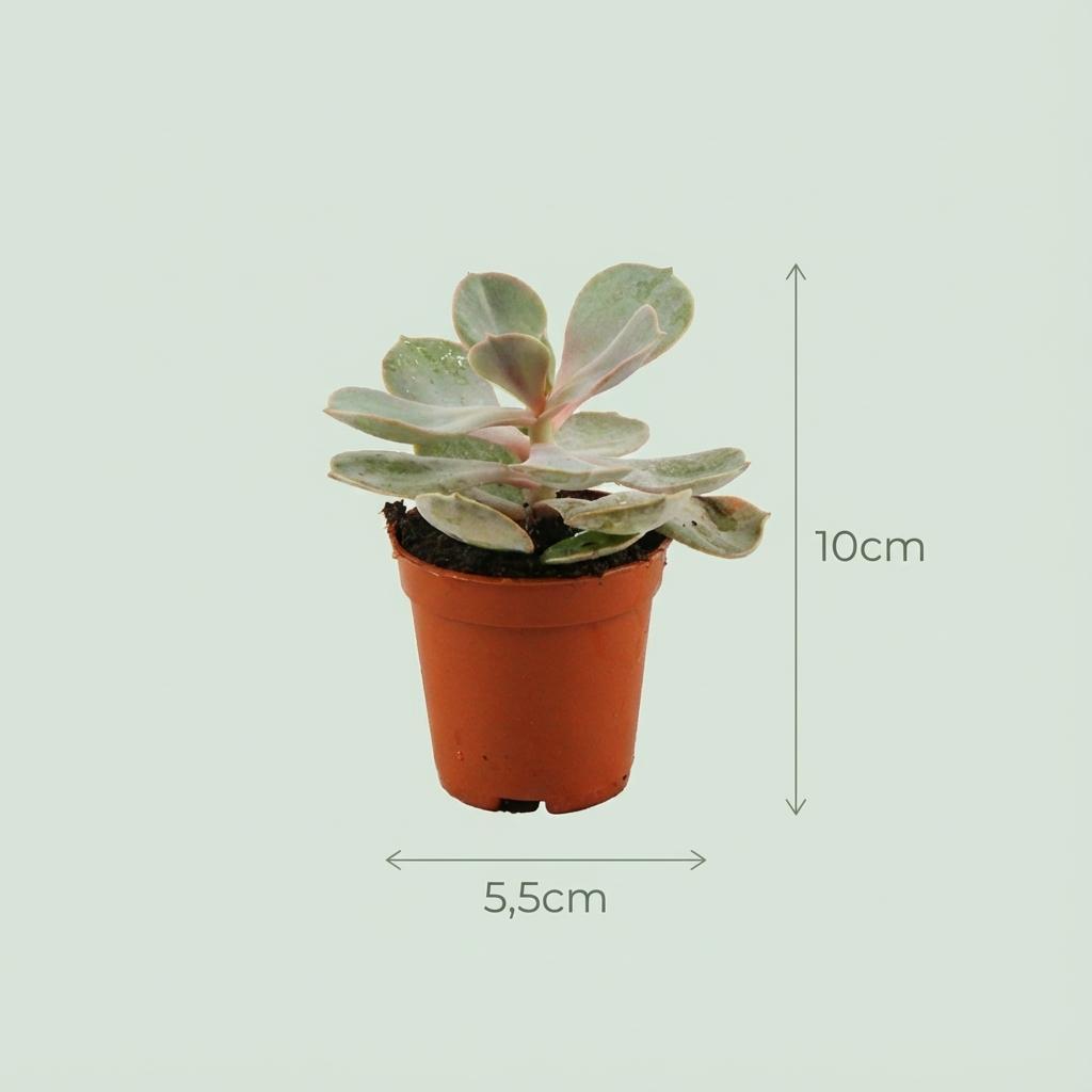 Mini Succulenten Mix - 18 Stuks - Ø 5,5 cm - Hoogte: 5-10 cm