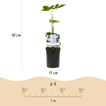 Clematis 'Madame Le Coultre' - Clematis - 2 planten - Pot 11cm - Hoogte 40cm