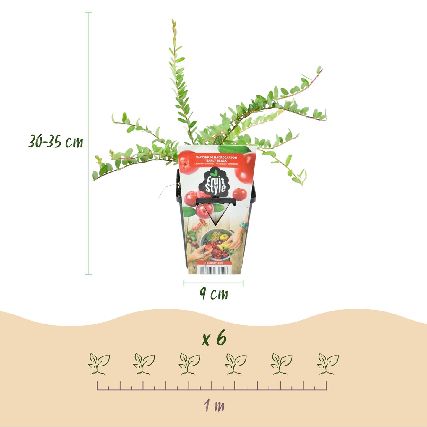 Vaccinium macrophylla 'Early Black' - Cranberriebes - 6 planten - Pot 9cm