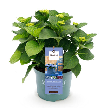 Hydrangea 'Magical Revolution Blue' - Blauwe Hortensia - 6-10 bloemen - hoogte 55cm