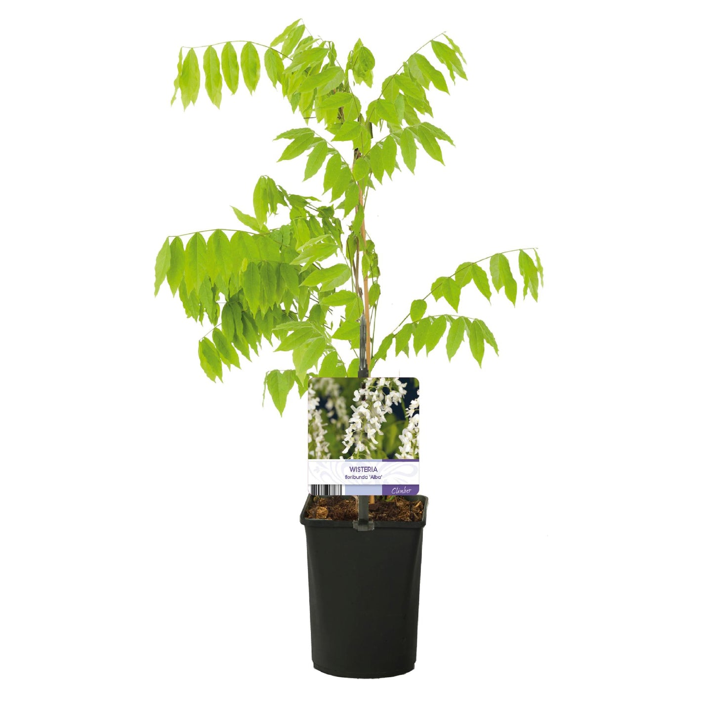 Wisteria floribunda 'Alba' - Blauwe Regen'