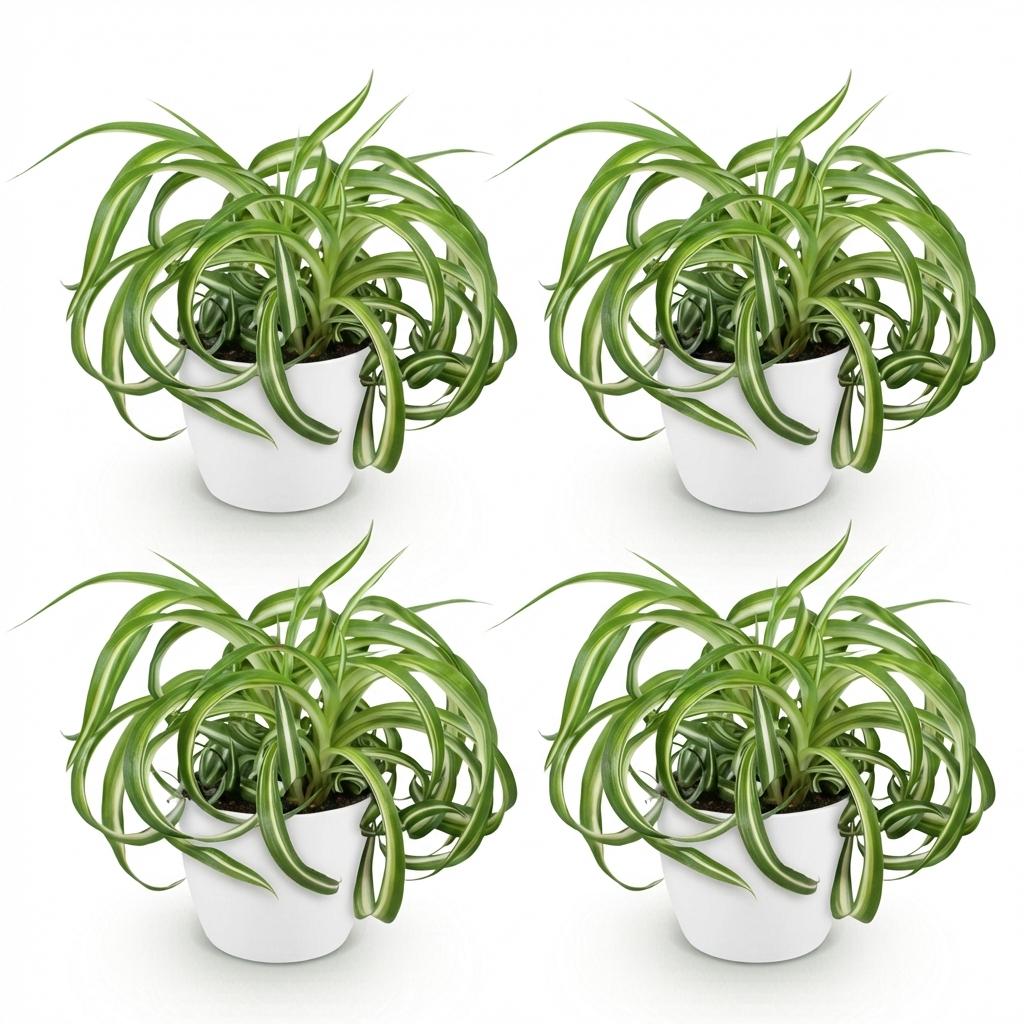 Green boutiQ - Kamerplant - Chlorophytum comosum Bonnie - Krullende Graslelie - Huisdiervriendelijke Plant - Groen - 4 Planten - met Potter Wit - Pot 12cm - Hoogte 20cm