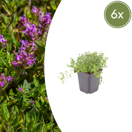 Thymus serpyllum - Kruiptijm
